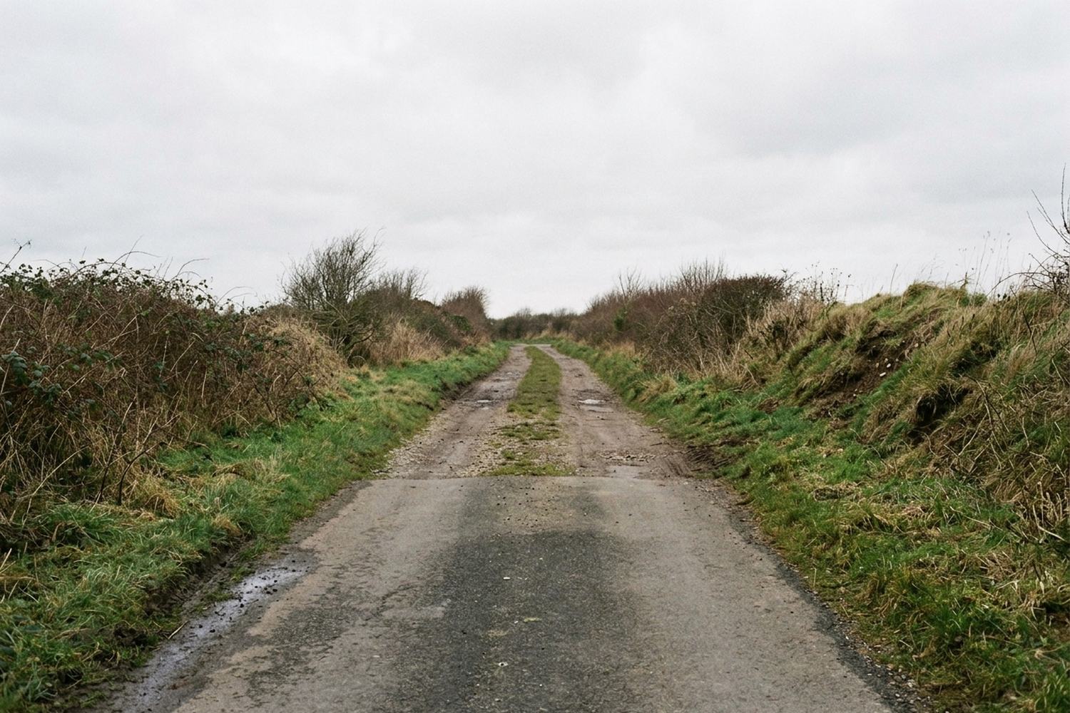 A grass verge where a made road narrows to a lane.